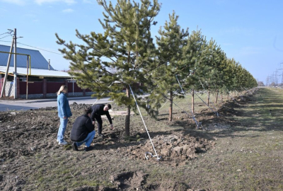 Крупномерные саженцы украсили сквер микрорайона Карасу